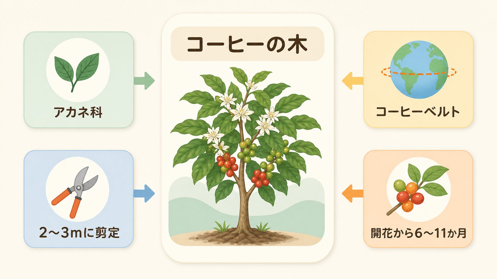 コーヒーの木の特徴と栽培環境の図解