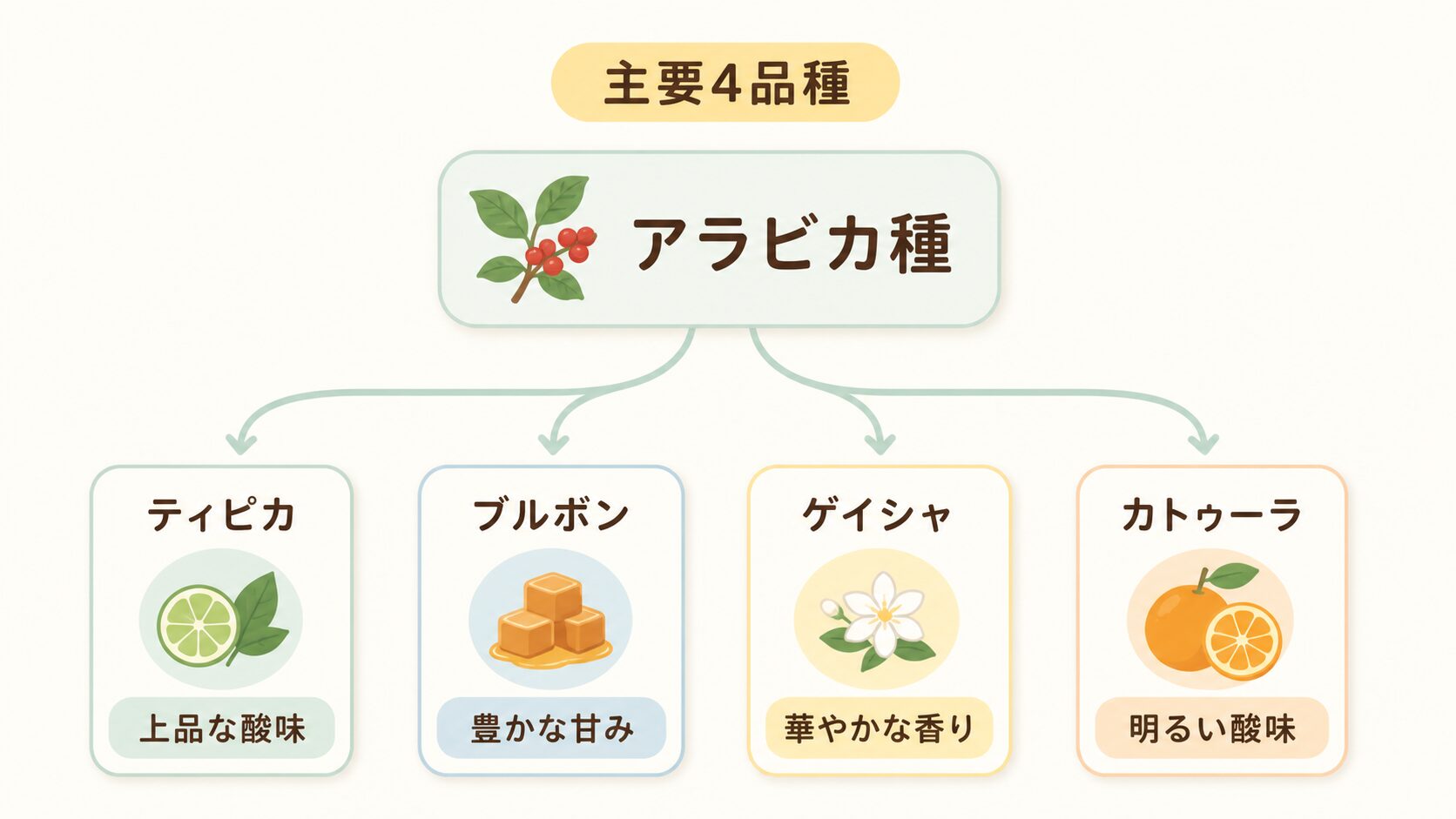 アラビカ種の主要4品種の図解