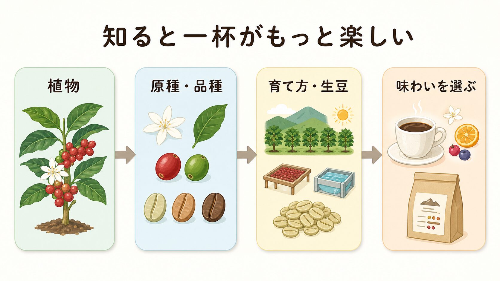 コーヒーの植物学と生豆知識のまとめ図解